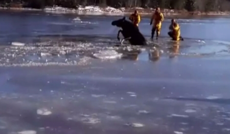 Un alce queda atrapado en mitad de un río congelado y protagoniza un rescate espectacular